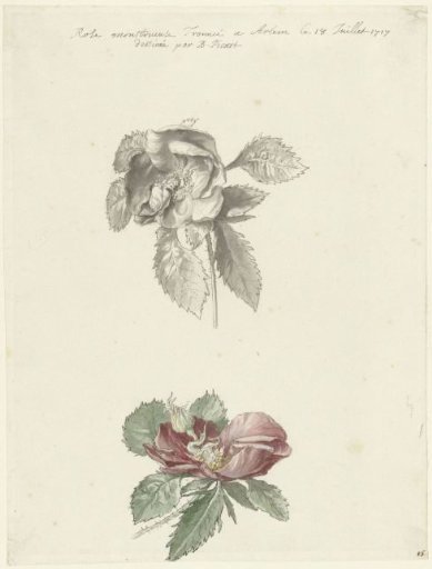 Study sheet with a rose