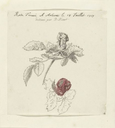 Study sheet with a rose