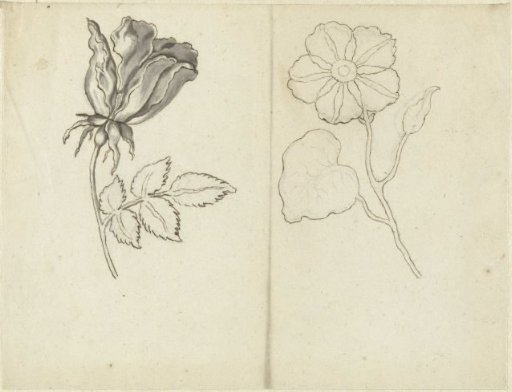 Study sheet with a rose and a ranunculus (?)