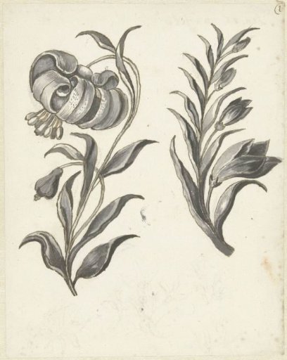 Tiger lily and common knapweed