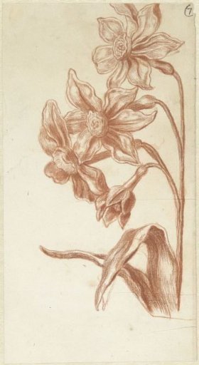 Narcissus