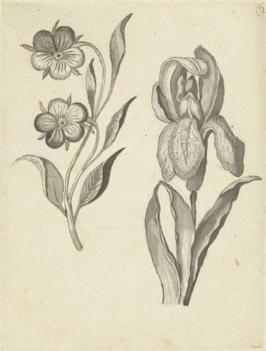 Violet and iris