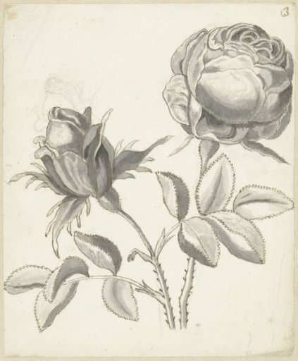 Two roses