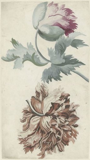 Poppies