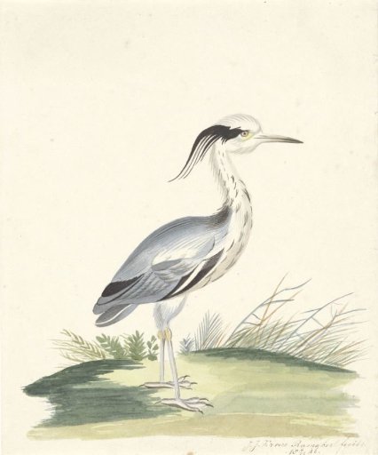 Blue Heron