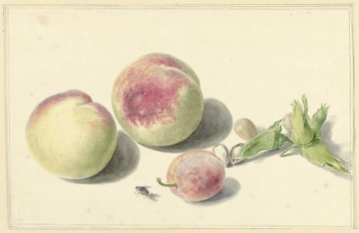 Peaches, nuts, a plum and a fly