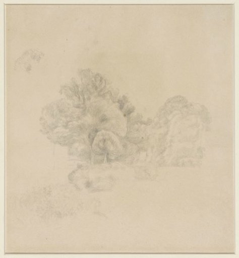 Group of trees in a park