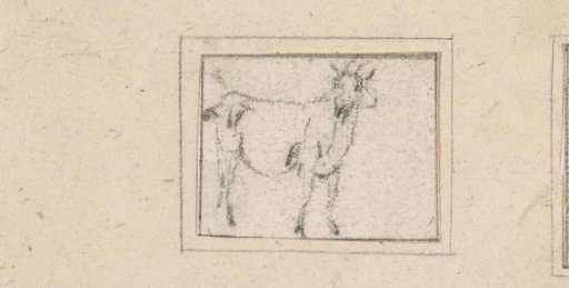 Standing goat