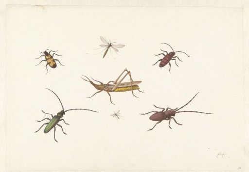 A Sheet with Seven Different Insects