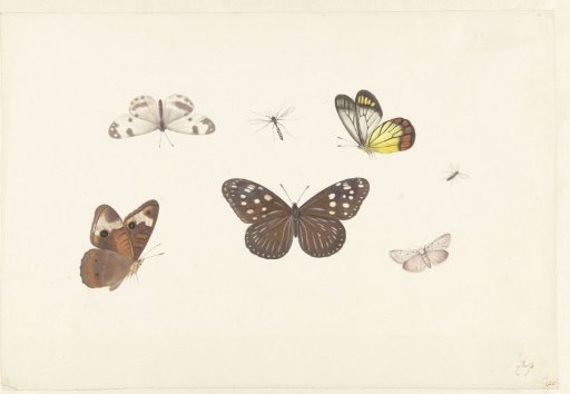 Sheet with Five Butterflies and Two Flies