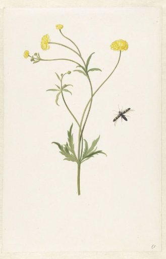 Double Yellow Buttercup and Insect