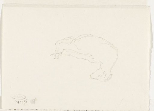 Lying, bound lamb