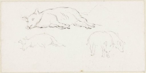 Two studies of a lying pig and two standing pigs