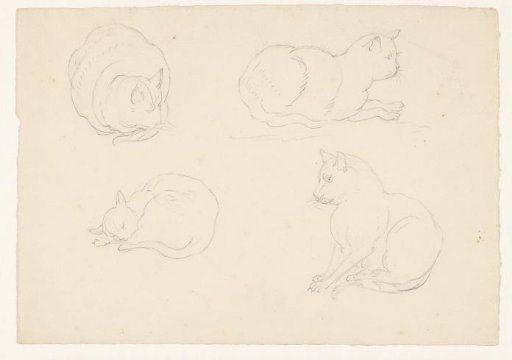 Four sketches of a cat, in various poses