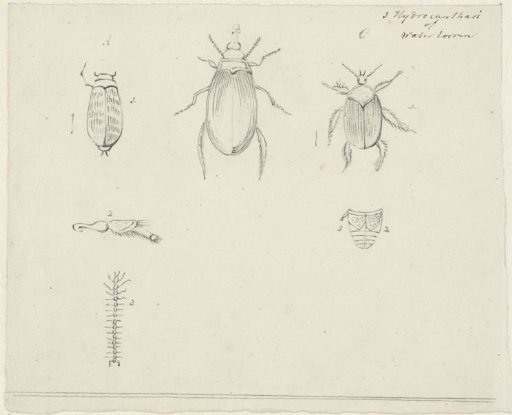 Studies of Water Beetles
