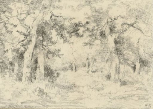 Forest view in summer