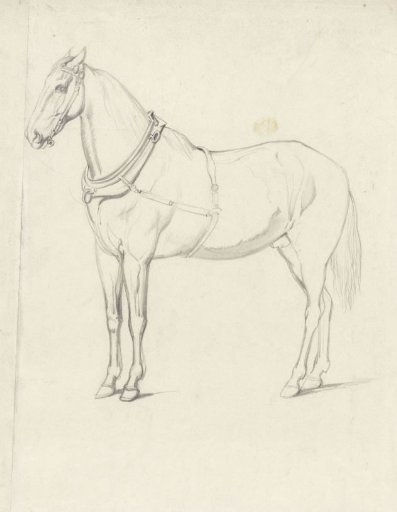Standing horse, to the left
