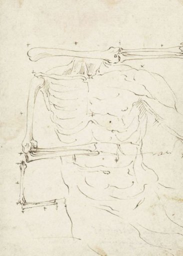 Study of a torso