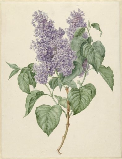 Branch of Purple Lilacs