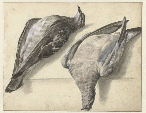 Two dead pigeons