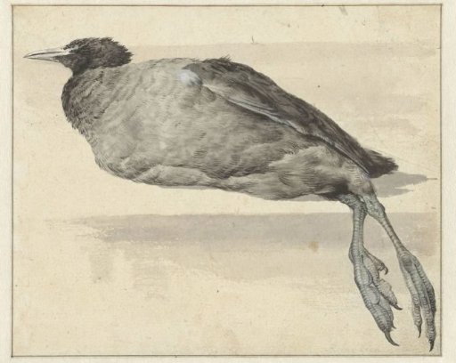 Dead coot