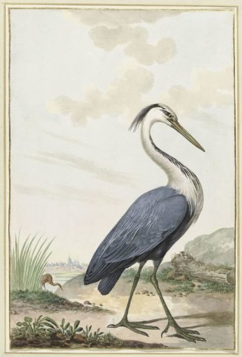 Blue heron