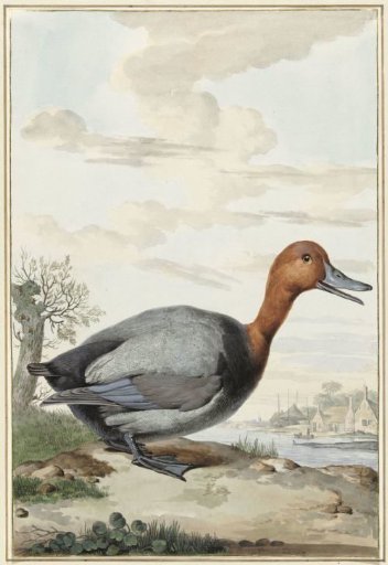 Wigeon