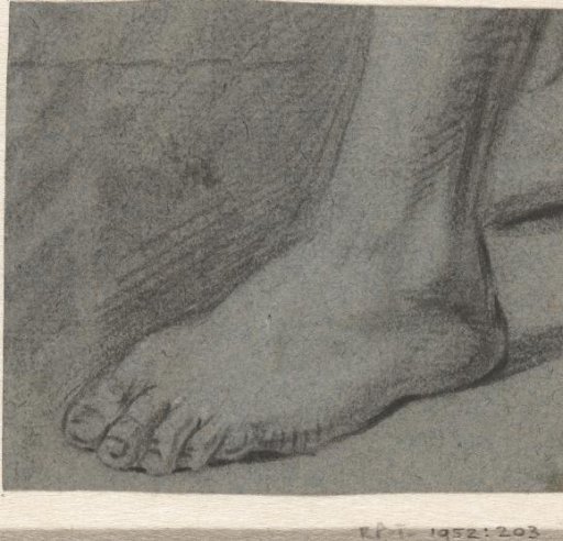 Study of a left foot