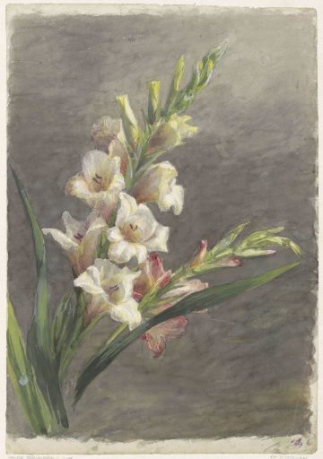 Gladioli