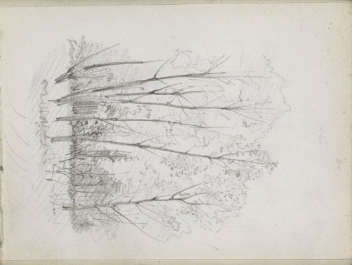 Meadow with trees