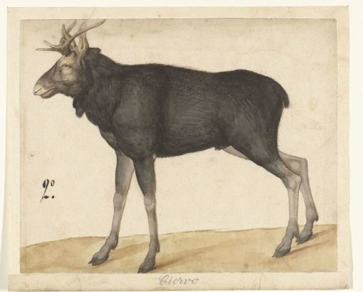 Eland