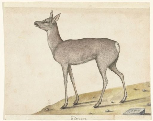 Roe Deer