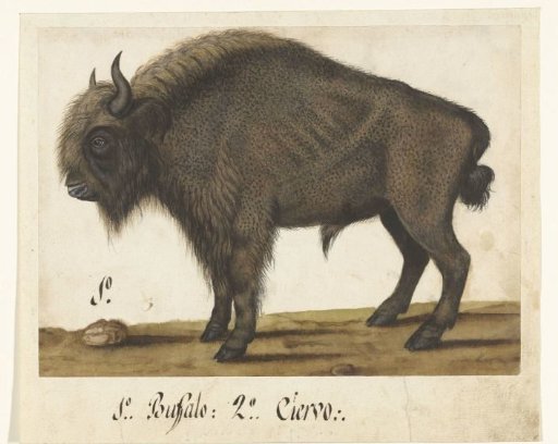 Album Sheet with a Bison