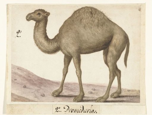 Dromedary