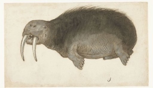 Walrus