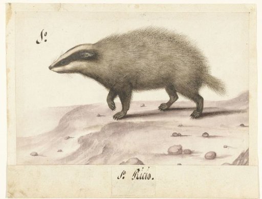 Badger