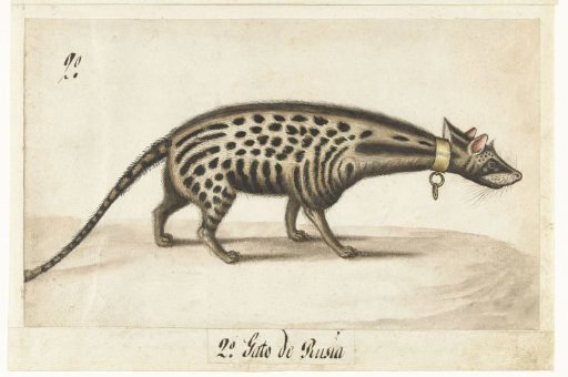 Album Sheet with a Civet