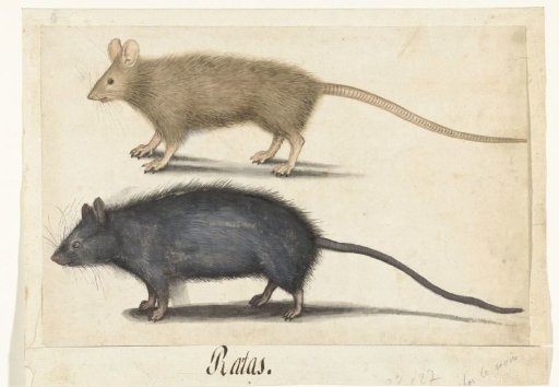 Mouse and Rat