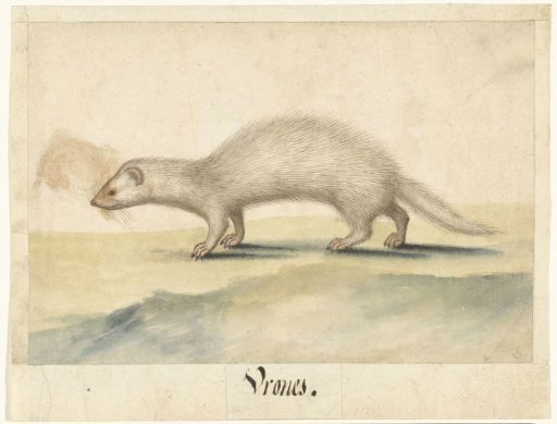 Polecat