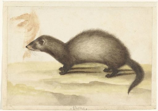 Stoat
