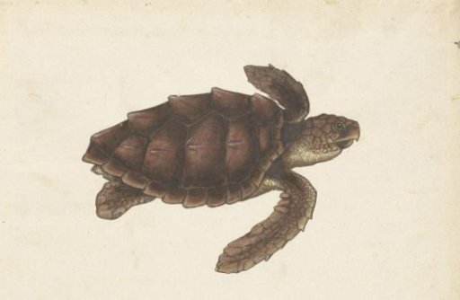 Sea Turtle