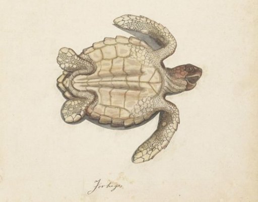 Sea Turtle