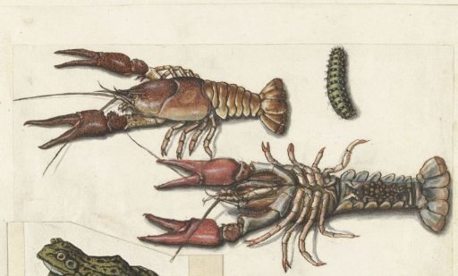 Two Langoustines and a Caterpillar