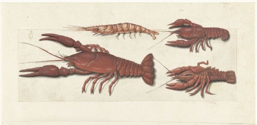 Langoustine, Two Crayfish and a Shrimp