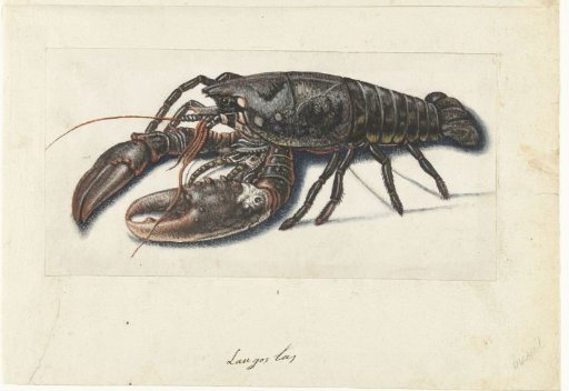 Lobster