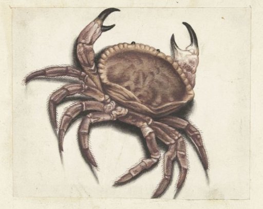 Sea Crab