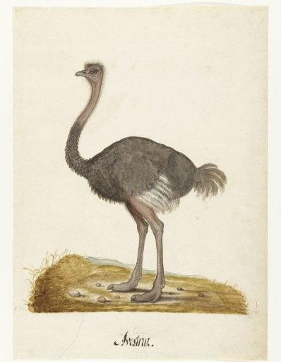 Album Sheet with an Ostrich