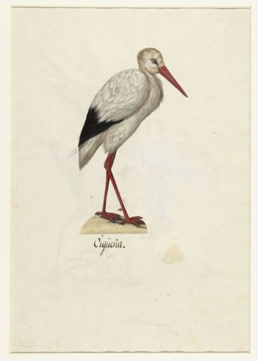 Stork