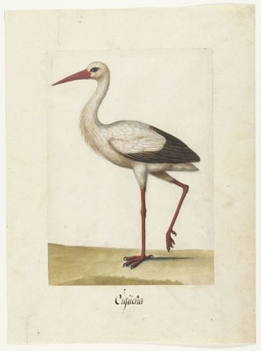 Stork