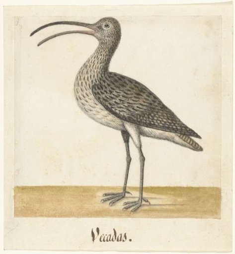 Woodcock
